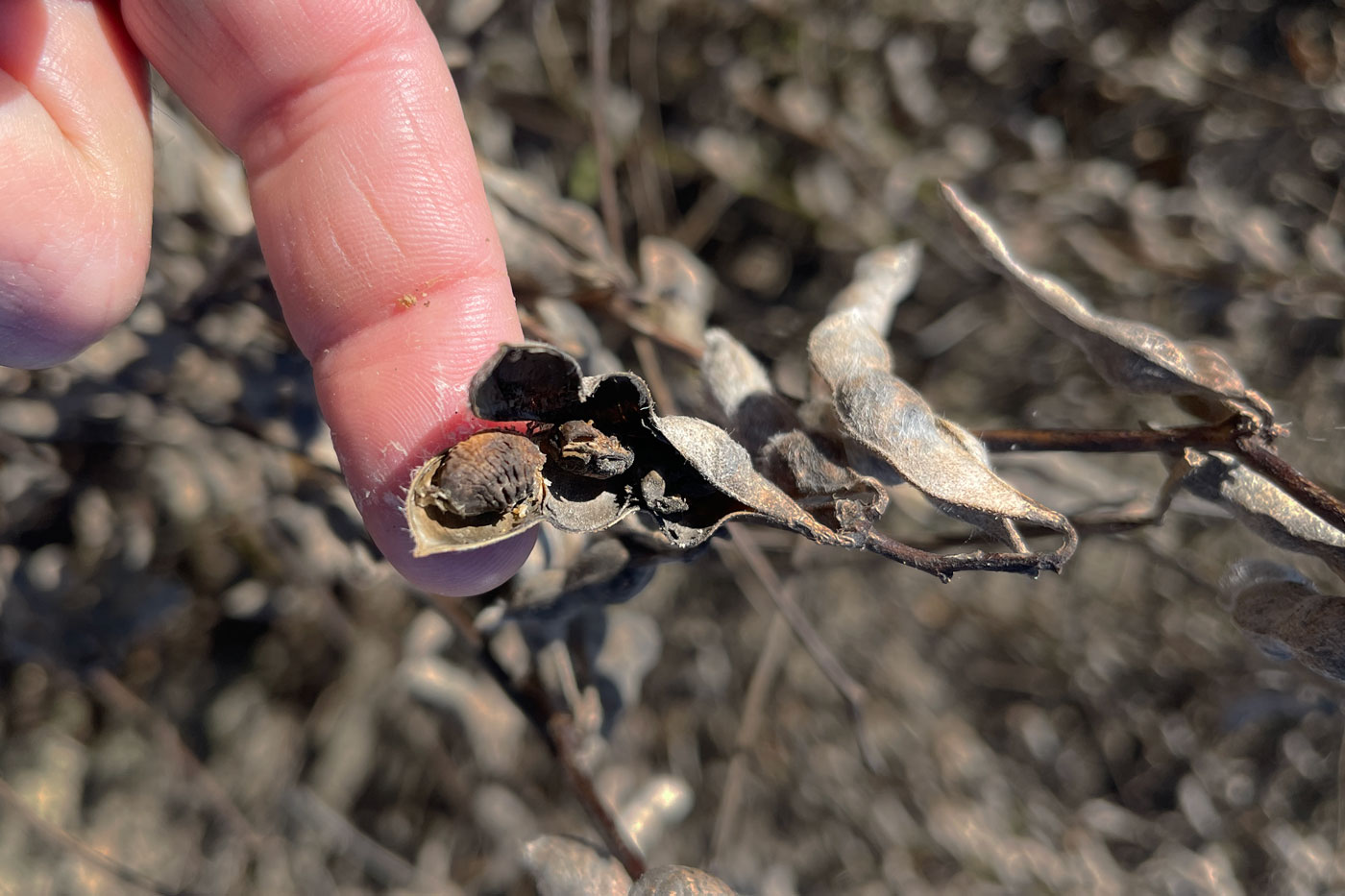 dried up soybean in pod